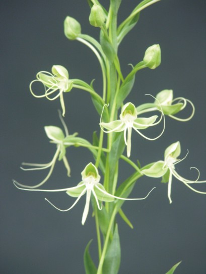 Habenaria jaliscana